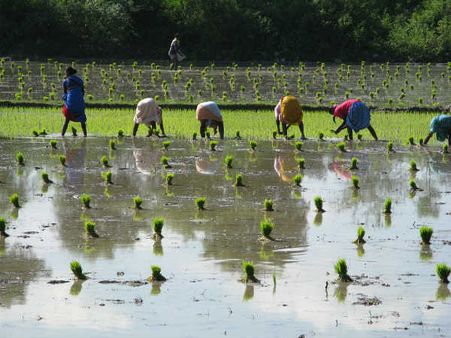 रूरल मैनेजमेंट में कोर्स करने के लिए जरूरी योग्यता-