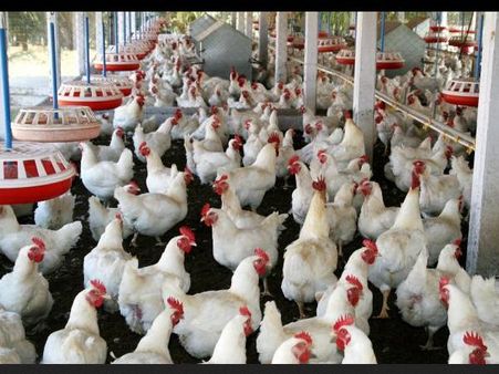 College of Poultry Production and Management