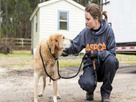 Animal Cruelty Investigator