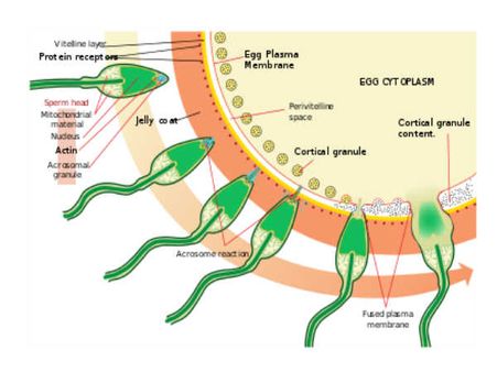  Microscopic Structure Of A Human Sperm