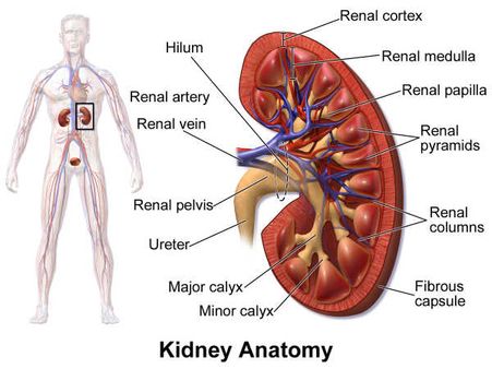 Nephron of kidney
