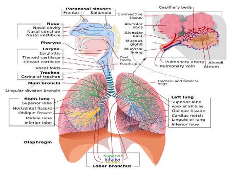 Human Respiratory system