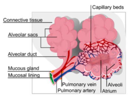 Schematic representation of transport & exchange of oxygen & carbon dioxide in human body