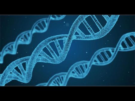 Genetics And Evolution