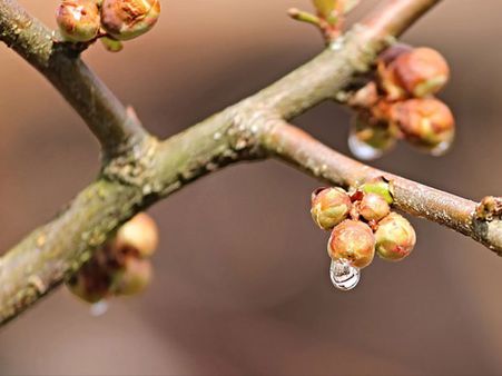 Important Topics In Botany For NEET UG