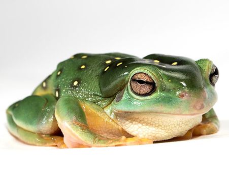 Important Topics In Zoology For NEET UG