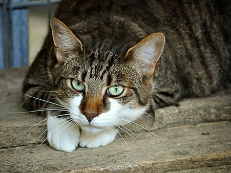 Animal Shelter Worker