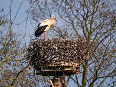 Wildlife Rehabilitator