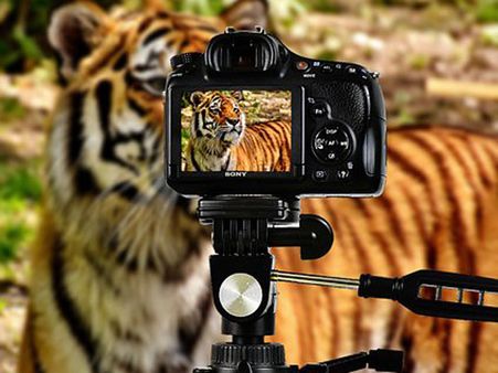 Wildlife Photographer