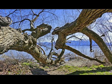 Environmental Scientist