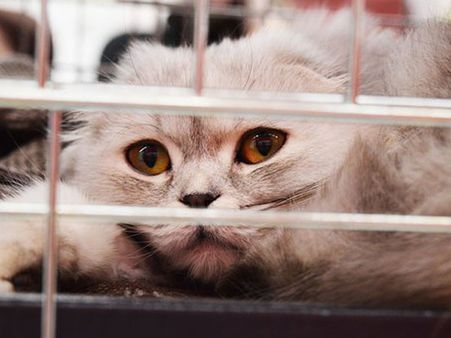 ಪೆಟ್ ಅಡಾಪ್ಷನ್ ಕೌನ್ಸಿಲರ್: