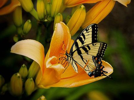 ಜೂಲಾಜಿಸ್ಟ್: