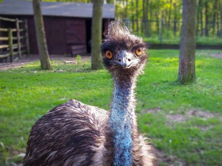 ಆಸ್ಟ್ರೀಚ್ ಬೇಬಿಸಿಟ್ಟರ್: