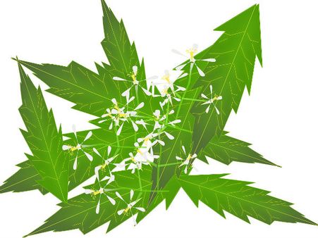 ಯಾವೆಲ್ಲಾ ಕಾಲೇಜುಗಳಲ್ಲಿ ಆರ್ಯುವೇದಿಕ್ ಸಬ್‌ಜೆಕ್ಟ ಗೆ ಸಂಬಂಧಪಟ್ಟಂತೆ ಕೋರ್ಸ್ ಇದೆ