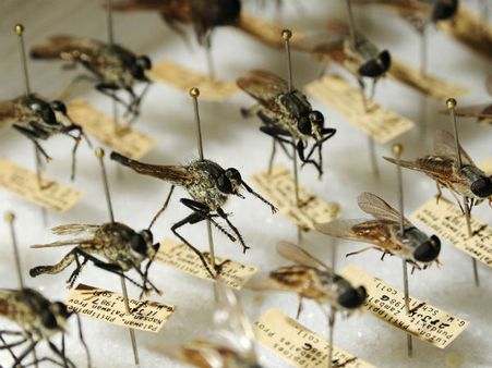 ಸೊಳ್ಳೆಗಳ ಬಗ್ಗೆ ರಿಸರ್ಚ್: