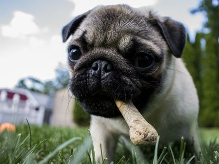 ಪೆಟ್ ಫುಡ್ ಟೆಸ್ಟಿಂಗ್: