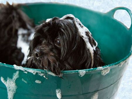 ಗ್ರೂಮರ್ 