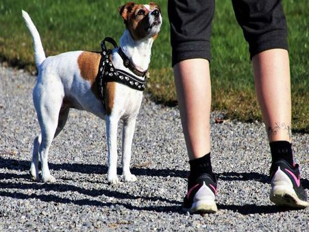 ಟ್ರೈನರ್