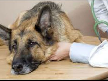  உணவு, கோழியின தொழில்நுட்ப பிரிவில் முதலிடம் பிடித்தவர்கள் 