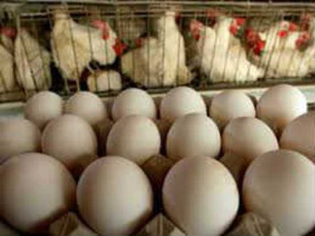 கோழியில் இருந்து முட்டை வந்ததா முட்டையில் இருந்து  கோழி வந்ததா