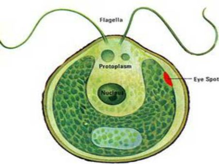 5. ஒரு செல்லால் ஆன பாசி, உருளை வடிவம் கொண்டது எது?