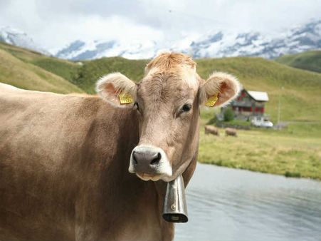 6.  அதிக பால் உற்பத்திக்கு இந்தியா பின்பற்றிய திட்டம் யாது