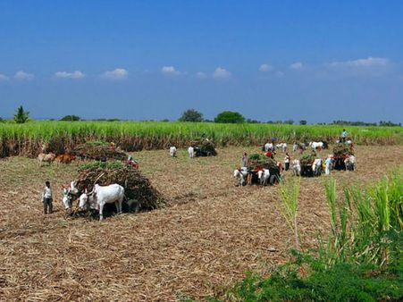 3. தமிழகத்தில் கரும்பு இனப்பெருக்க ஆராய்ச்சி நிறுவனம் உள்ள இடம் எது
