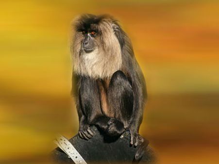 2. தமிழகத்தில் சிங்கவால் குரங்குகள் சரணாலயம் உள்ள இடம் எது?