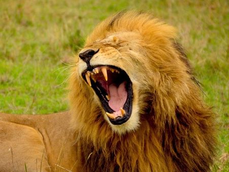 சிங்கம்