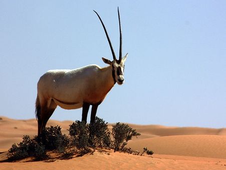 கேள்வி 3: நதிகள் இல்லாத நாடு எது? 