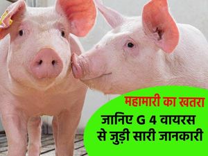 China G4 Virus News: कोरोना के बाद चीन से एक और महामारी का खतरा,सूअर से इंसानों में फेलेगा जी 4 फ्लू