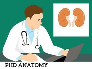 एनाटॉमी में पीएचडी कैसे करें (Career in PHD Anatomy)