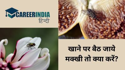 खाने पर बैठ जाये मक्खी तो क्या करें? पढ़ें सिडनी विश्‍वविद्यालय के रिसर्चर का जवाब