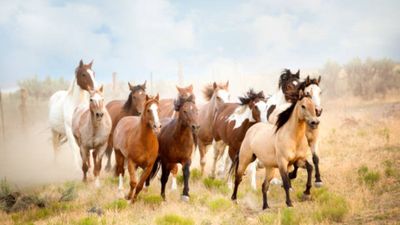 National Horse Day 2023: भारत में घोड़ों की जनसंख्या कितनी है? कितनी प्रजातियां हैं? जानने के लिए पढ़ें