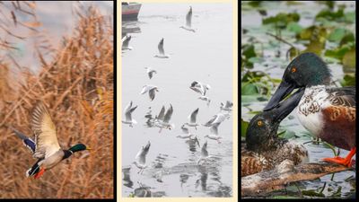 Migratory Birds in India: हर साल भारत में कौन-कौन से प्रवासी पक्षी आते हैं? 
