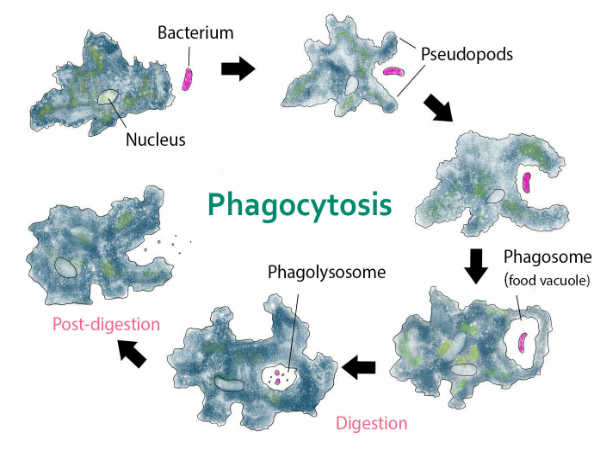 Biology Diagram For Class 12 Board Exams