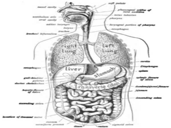 Biology Diagram For Class 12 Board Exams