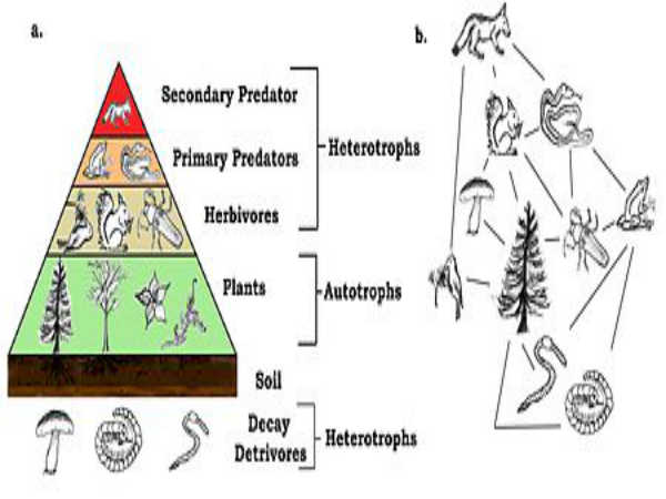 Biology Diagram For Class 12 Board Exams