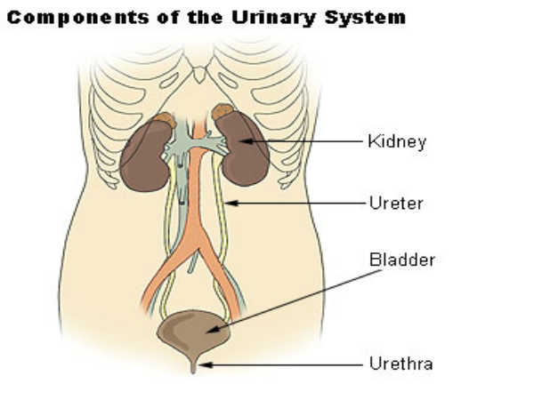 Biology Diagram For Class 12 Board Exams