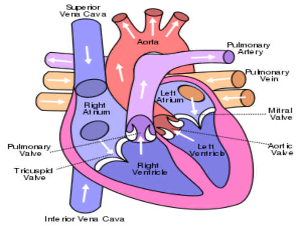 Biology Diagram For Class 12 Board Exams