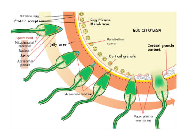 Biology Diagram For Class 12 Board Exams
