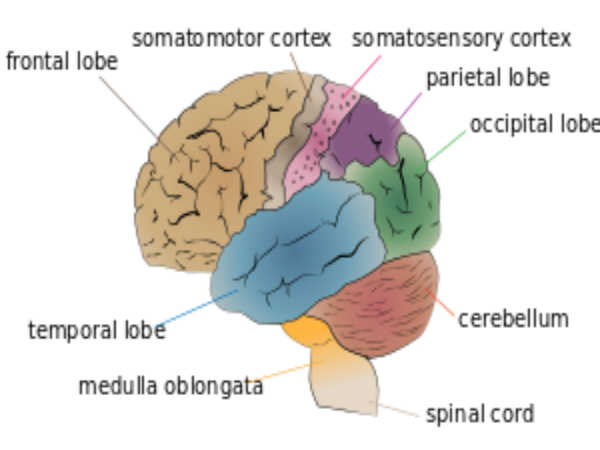 Biology Diagram For Class 12 Board Exams