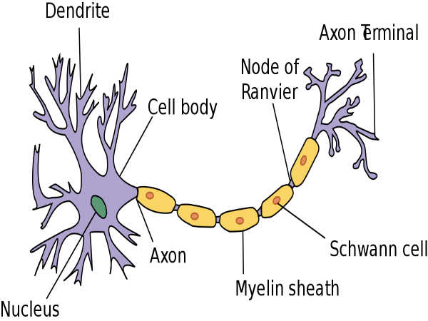 Biology Diagram For Class 12 Board Exams