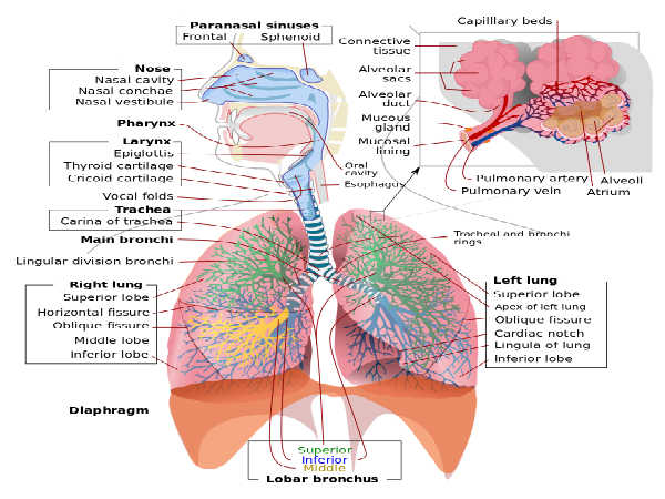 Biology Diagram For Class 12 Board Exams