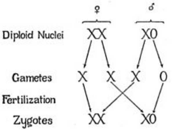Biology Diagram For Class 12 Board Exams