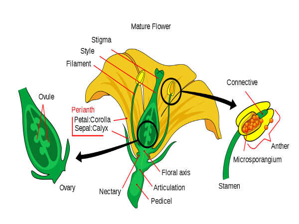 Biology Diagram For Class 12 Board Exams
