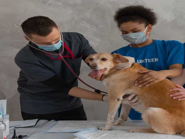 Career In Veterinary Science