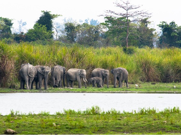 Why Elephants are killed and captivated?