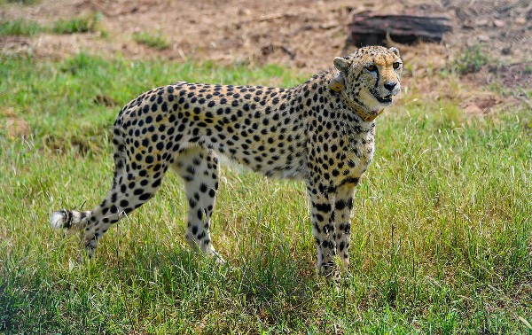 Cheetah: Faster than most cars but low on stamina