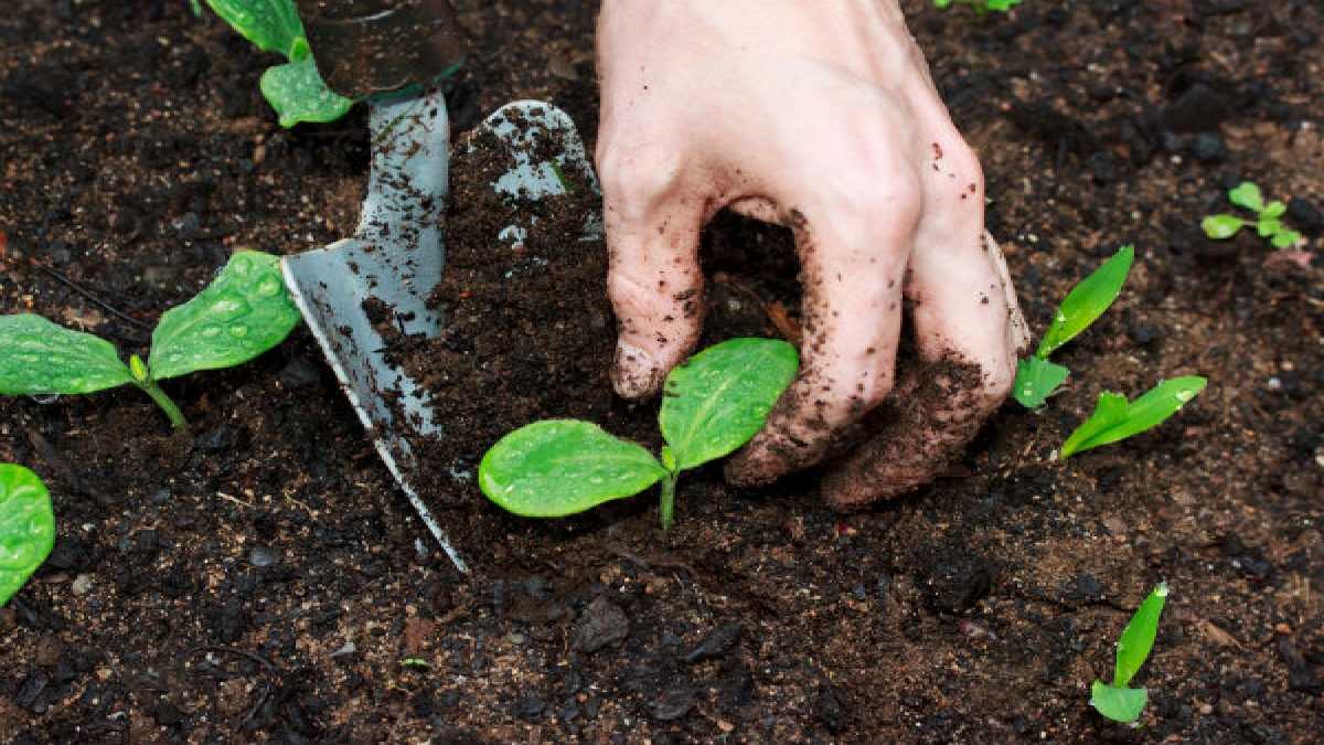 World Soil Day 2022
